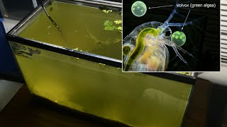 Raising Daphnia for the Freshwater Aquarium [upl. by Gaile]