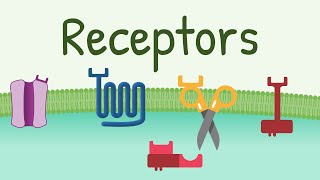 Receptors Types amp Functions [upl. by Iralav876]