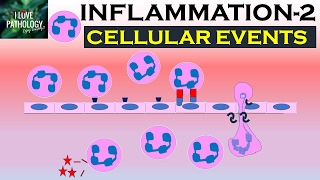 INFLAMMATION Part 2 Cellular Events Leukocyte Recruitment [upl. by Ydisahc135]