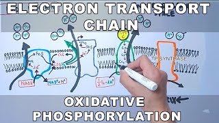 Electron Transport Chain and Oxidative Phosphorylation [upl. by Britteny539]