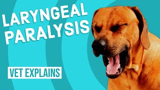 Laryngeal Paralysis in Dogs [upl. by Pitarys834]