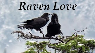 Raven Love  Common Ravens Courtship [upl. by Poler]