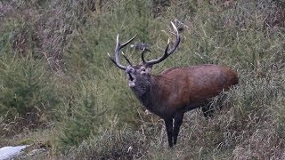 CACCIANDO  CACCIA AL CERVO  Red deer stag hunting in Italy [upl. by Aeriel]