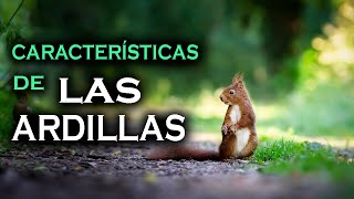 Las Ardillas  Características principales 🐿️ [upl. by Emilee]