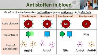 Bio  Bloedgroepen en bloedtransfusie  Gezondheid 10 [upl. by Lesoj432]