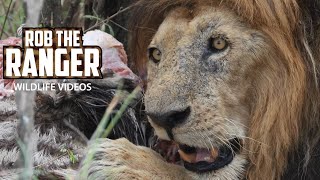 Old Lion Lolparpit Eats A Zebra Taken From Hyenas  Maasai Mara Safari  Zebra Plains [upl. by Sisxela]