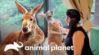 El amor entre cuidadores y animales  El zoológico del Bronx  Animal Planet [upl. by Notfol]