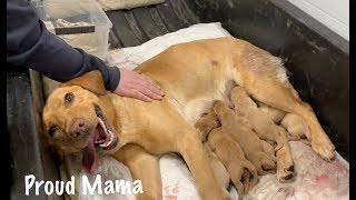 Puppies Being Born Natural Birth Highlights from Our Dogs First Litter [upl. by Eilak]