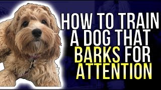 HOW TO TRAIN A DOG THAT BARKS FOR ATTENTION [upl. by Malo]