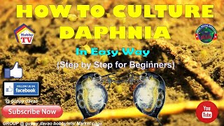 HOW TO CULTURE DAPHNIA In Easy Way [upl. by Bubalo]