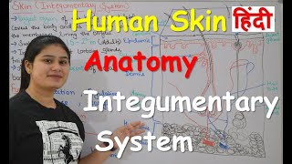 Human Skin  Integumentary system Anatomy in Hindi  Structure  Layers  Functions  Part1 [upl. by Medorra713]