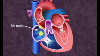 How your heart works  Cardiac Cycle [upl. by Eoin]