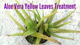 Yellowing of Aloe Vera Plant  Causes amp Solutions [upl. by Martica]