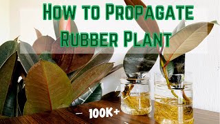 How to Propagate Rubber Plant in water PART I Propagating rubber plant using a single leaf [upl. by Allemap]