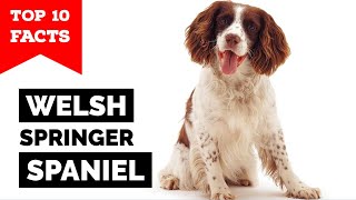 Welsh Springer Spaniel  Top 10 Facts [upl. by Ahcire72]