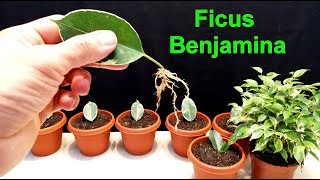 How to grow Ficus Benjamina from single leaf very easy [upl. by Miran]