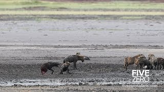 Hyenas Feeding on Live Hyena [upl. by Svoboda]