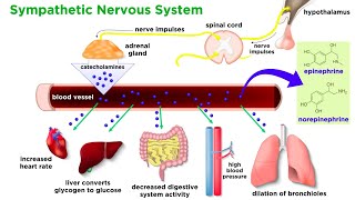 The Physiology of Emotion and Stress [upl. by Theresita]