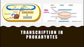 Transcription in Prokaryotes [upl. by Milburt647]