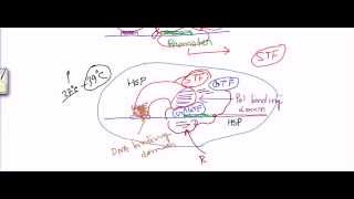 Transcription factors [upl. by Harald]